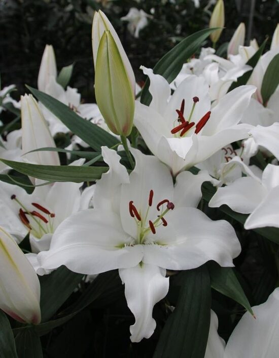 Lillium Premium Blond- lilija